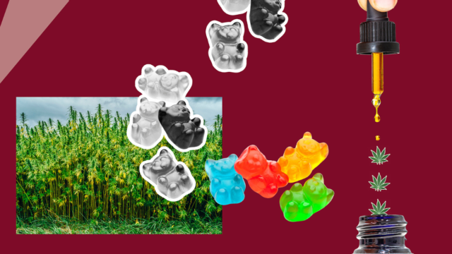 Olika typer av cannabisprodukter: Industrihampa, CBD-olja, och godis som innehåller syntetiskt framställda cannabinoider. 