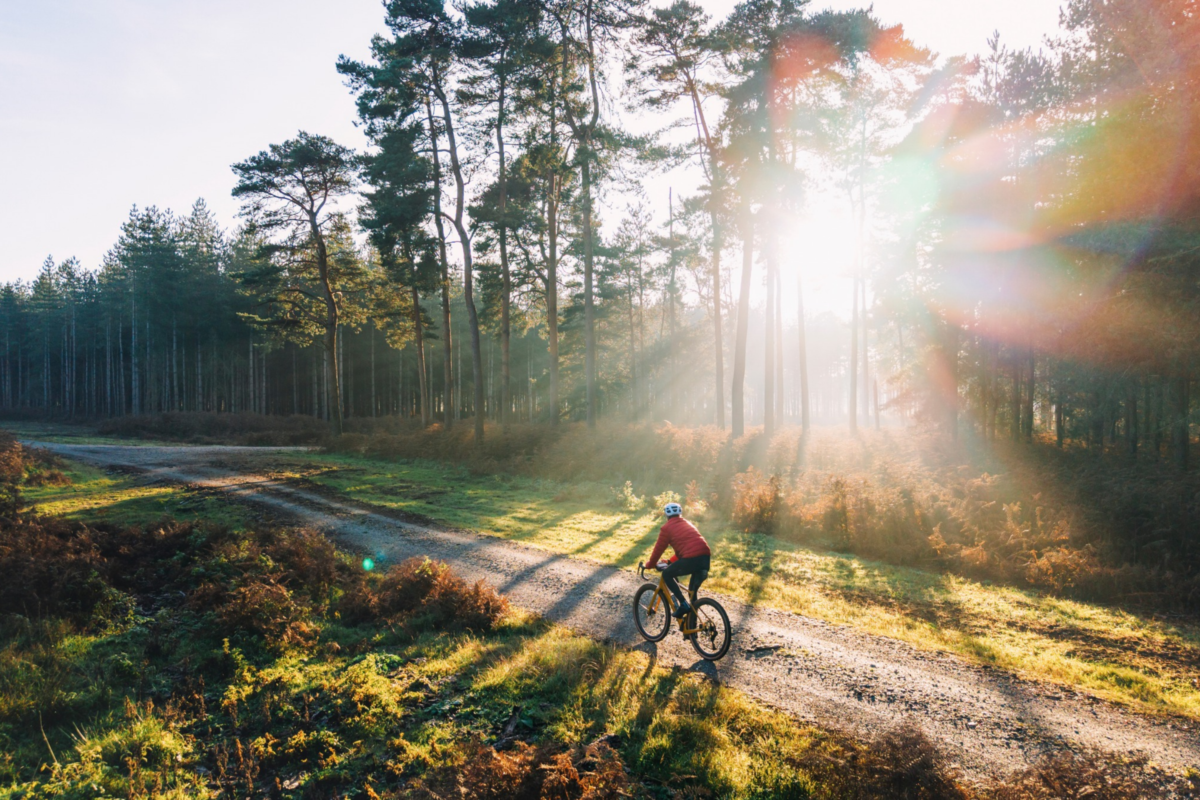 Höst i skogen